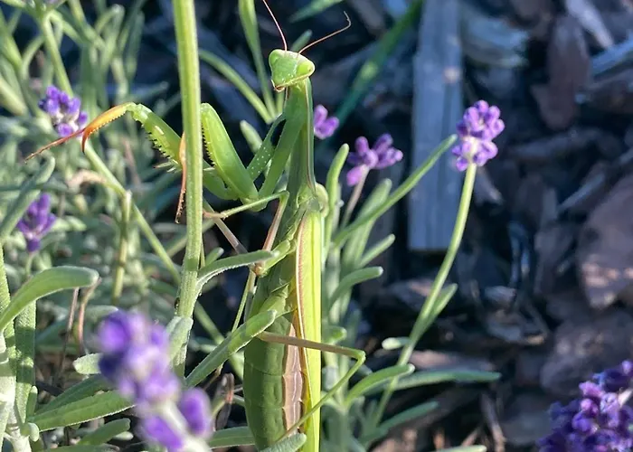 Dom wakacyjny Słoneczna Przystań Dziwnówek